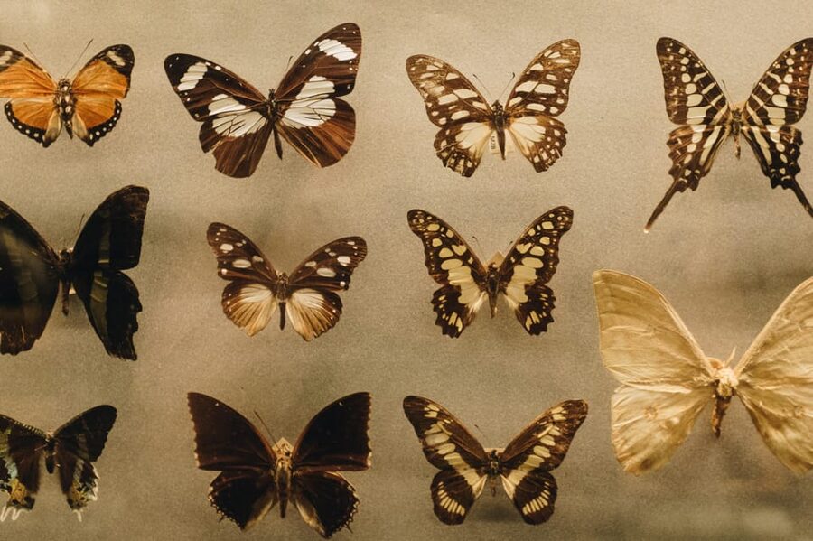 Cracow: 4 Mazes and Living Butterfly Museum Entry Ticket - Price and value: what about $16 per person actually buys