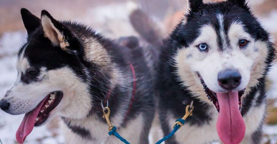 From Krakow: Dogsled Ride in Tatra Mountain - Key things to know before you go