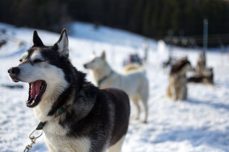 From Krakow: Dogsled Ride in Tatra Mountain - Small details that can change your day