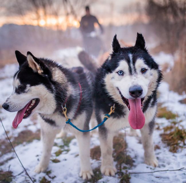 From Krakow: Dogsled Ride in Tatra Mountain - Kraków to the Tatras: the drive you actually want
