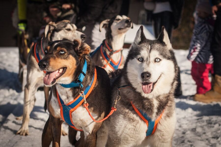 From Krakow: Dogsled Ride in Tatra Mountain - The dogsled run: short distance, big adrenaline