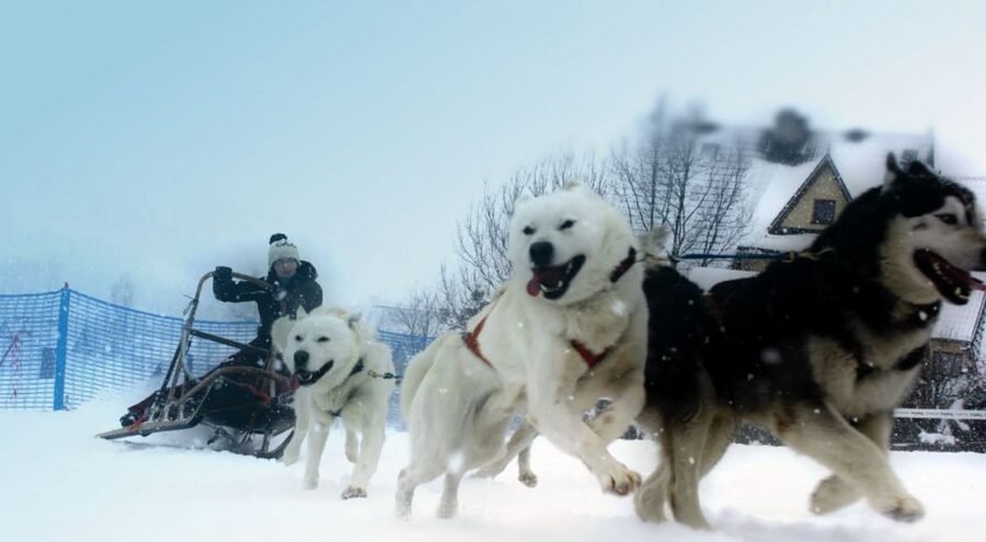 From Krakow: Dogsled Ride in Tatra Mountain - Snow conditions: sled or cart, and why that matters