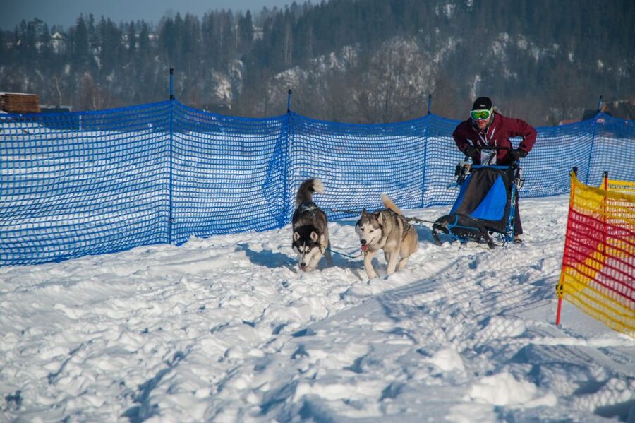 From Krakow: Dogsled Ride in Tatra Mountain - Price and value: what $391 buys you (and what it doesn’t)