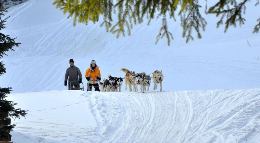 From Krakow: Dogsled Ride in Tatra Mountain - Husky reserve time: meet them first, then go
