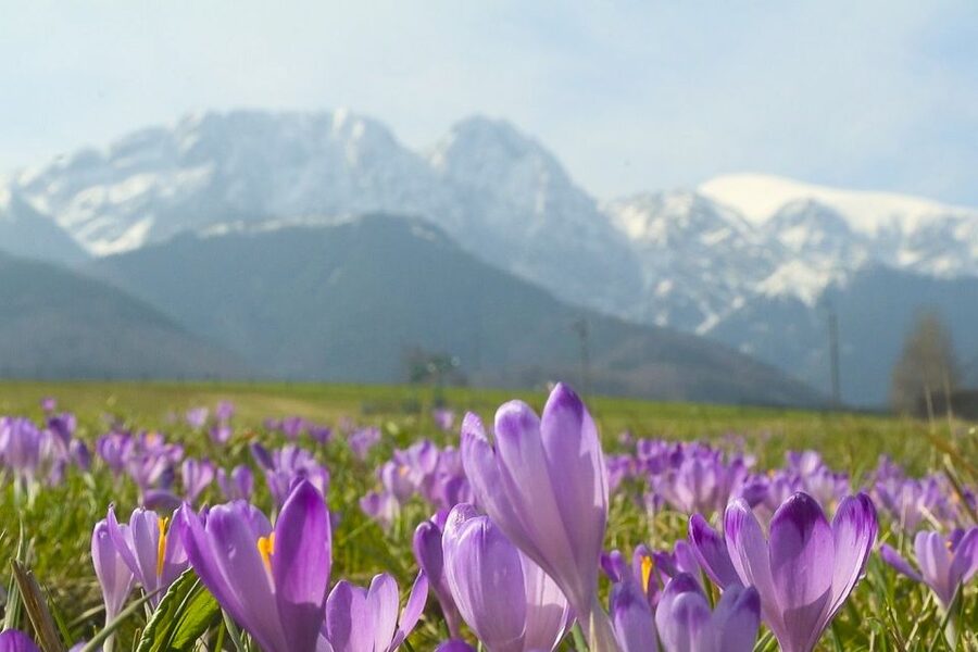 From Krakow: Full-Day Tour of Zakopane and Tatra Mountains - Old Corners, Market Cheese, and Highland Culture