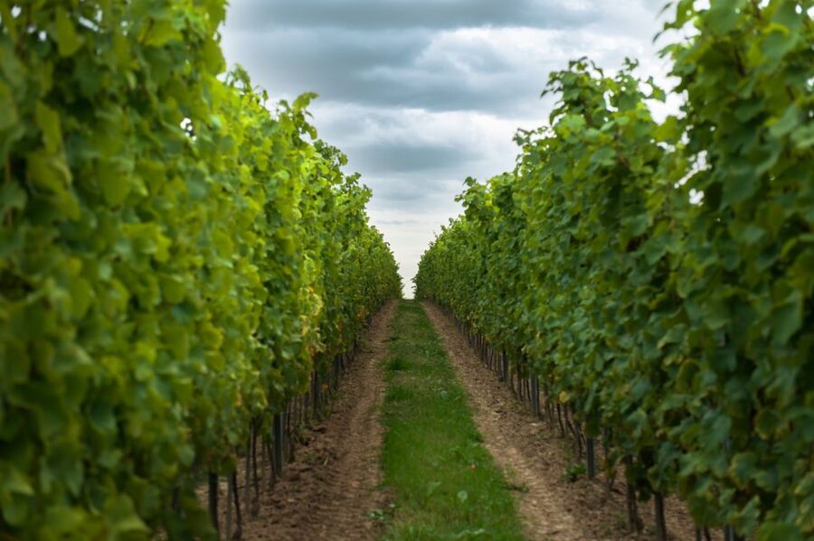 From Krakow: Wine Tasting at Vineyard - FAQ