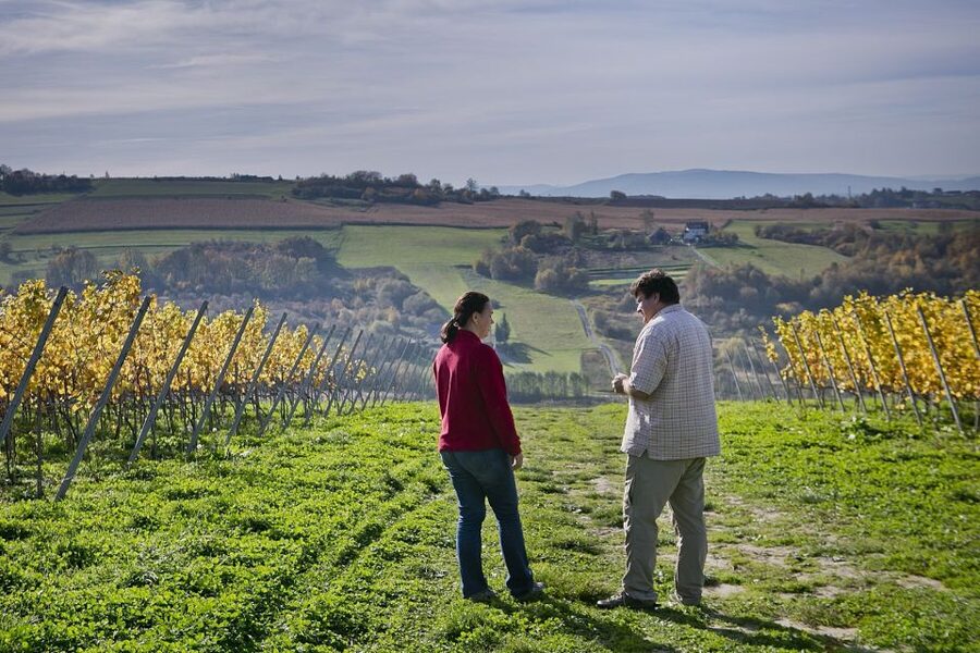 From Krakow: Wine Tasting at Vineyard - Language, group size, and who this tour fits best