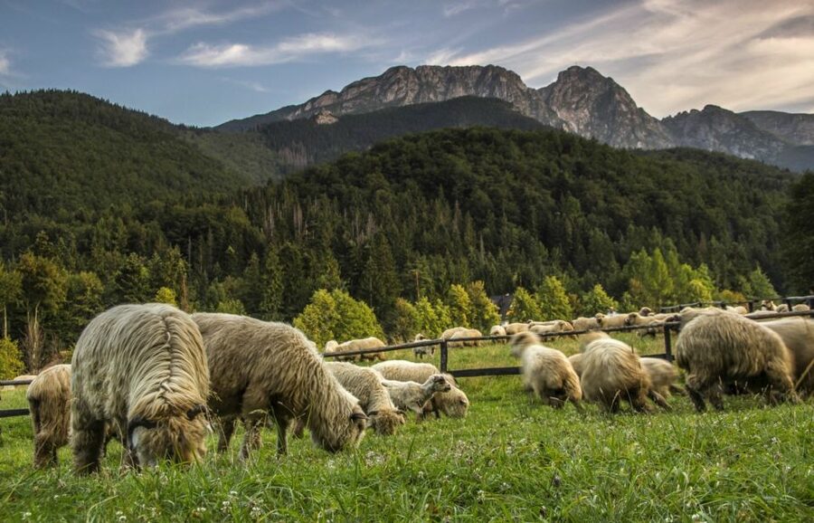 From Krakow: Zakopane & Hot Thermal Springs Private Tour - Key Points You’ll Care About