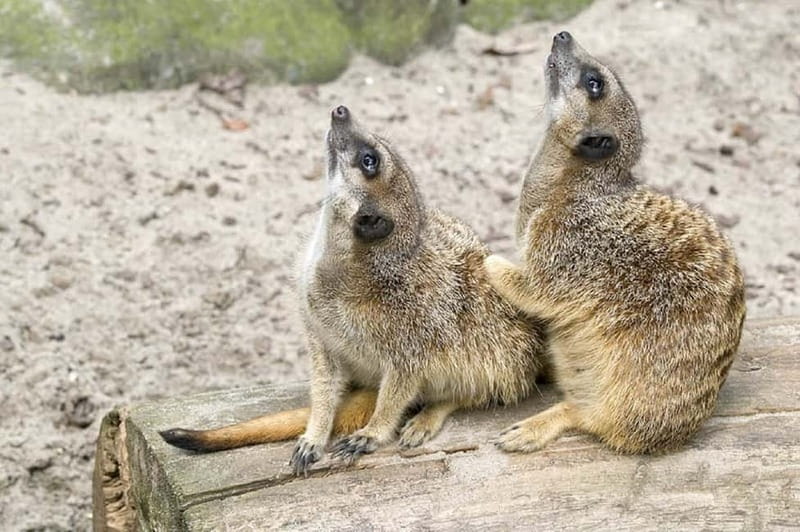 From Krakow: Zoo Trip with Private Luxury Transfer - Inside the zoo: what 2 hours (and a 40-minute walk) feels like