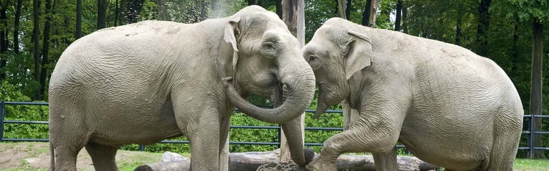 From Krakow: Zoo Trip with Private Luxury Transfer - Animal highlights to look for: the star species list