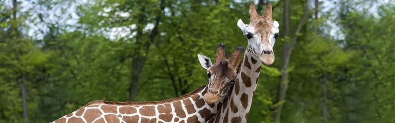 From Krakow: Zoo Trip with Private Luxury Transfer - Comfort, timing, and what to bring for a better visit