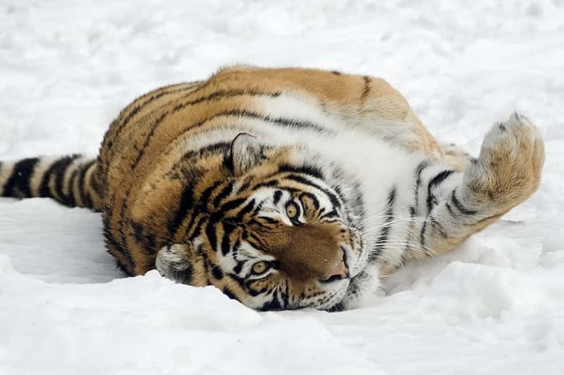 From Krakow: Zoo Trip with Private Luxury Transfer - Price and value: when $90 feels fair, and when it doesn’t