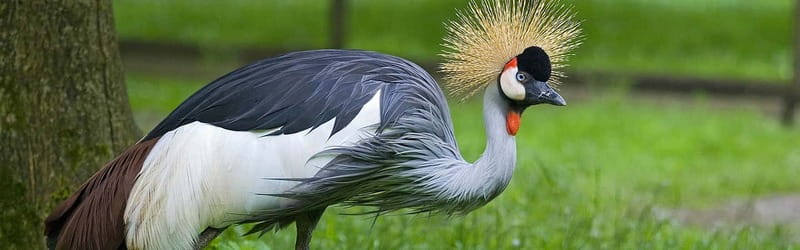 From Krakow: Zoo Trip with Private Luxury Transfer - Should you book this Kraków Zoo transfer?