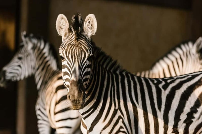 From Krakow: Zoo Trip with Private Luxury Transfer - Hotel pickup and the private luxury transfer: smooth starts beat stress