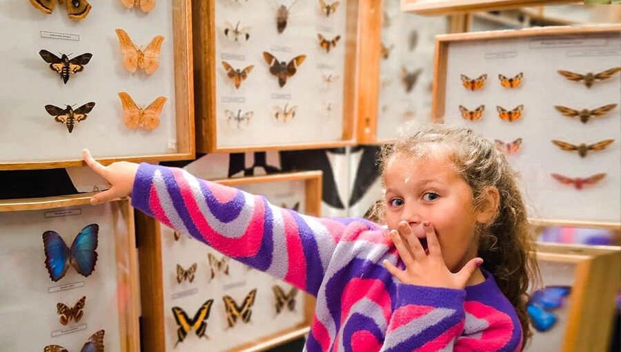 Krakow: Living Butterflies Museum ''House Of Attractions'' - Key Things I’d Focus On Before You Go