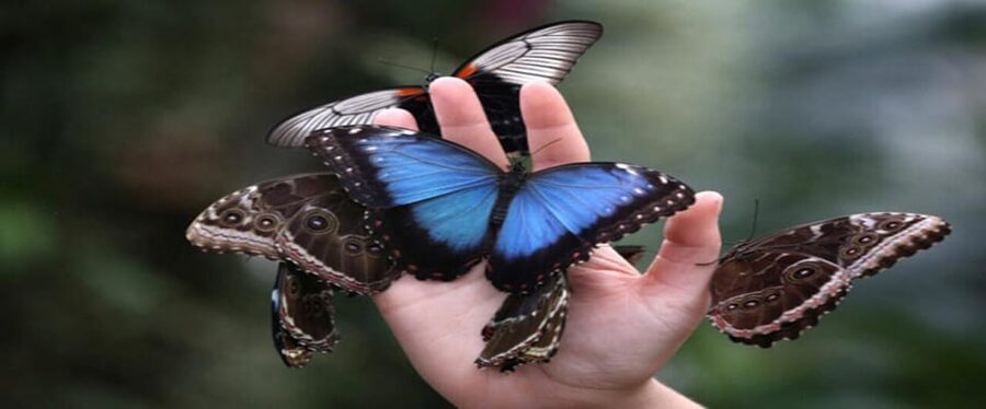 Krakow: Museum of Living Butterflies 2+1 - What you’ll see: global species and butterfly activity by time of day