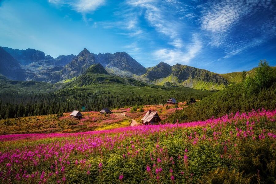 Krakow: Tatra Mountains and Zakopane Full-Day Private Tour - The Taste Stop: Oscypek Cheese and Local Craft