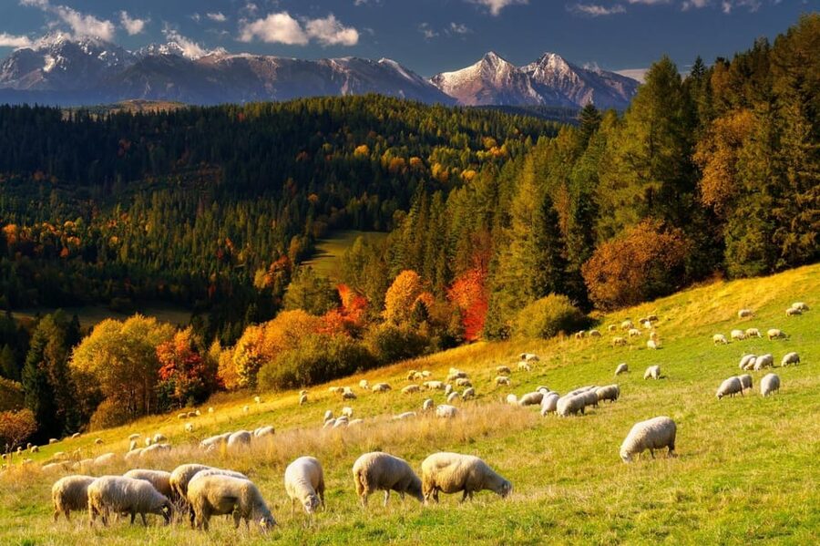 Krakow: Zakopane, Thermal Baths, Cable Car, Vodka, Oscypek - Key highlights at a glance