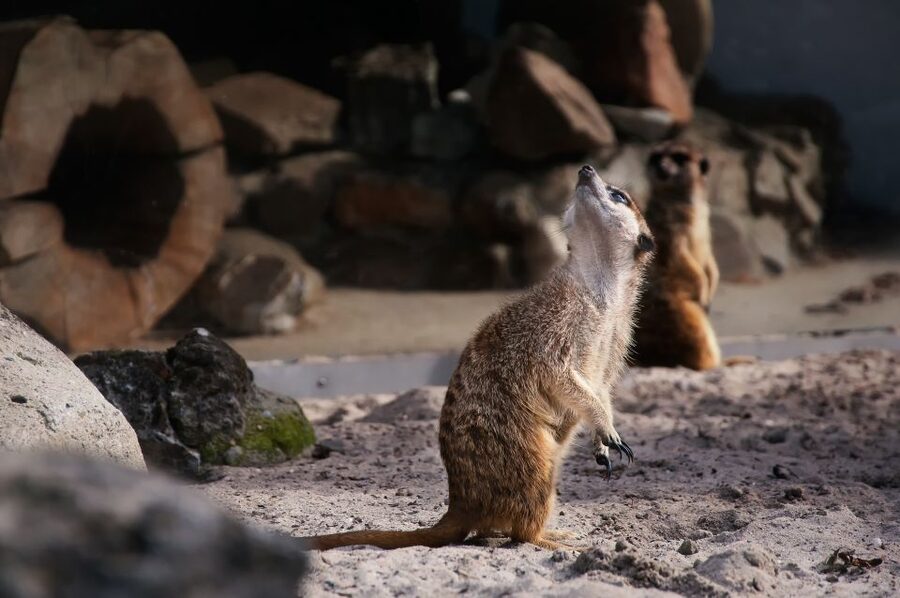 Krakow: Zoo Tour with Private Transport and Tickets - Key Highlights At A Glance