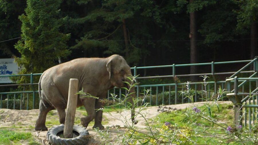 Krakow: Zoo Tour with Private Transport and Tickets - Private Pickup And Drop-Off So You Start At The Zoo Gate
