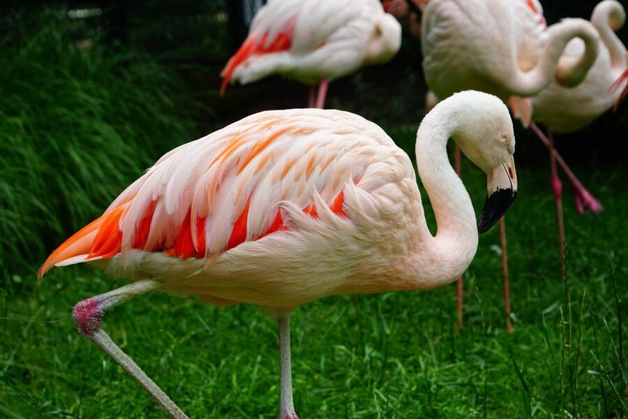 Krakow: Zoo Tour with Private Transport and Tickets - Krakow Zoo’s Story: Wawel Hill Origins And A Forest Escape