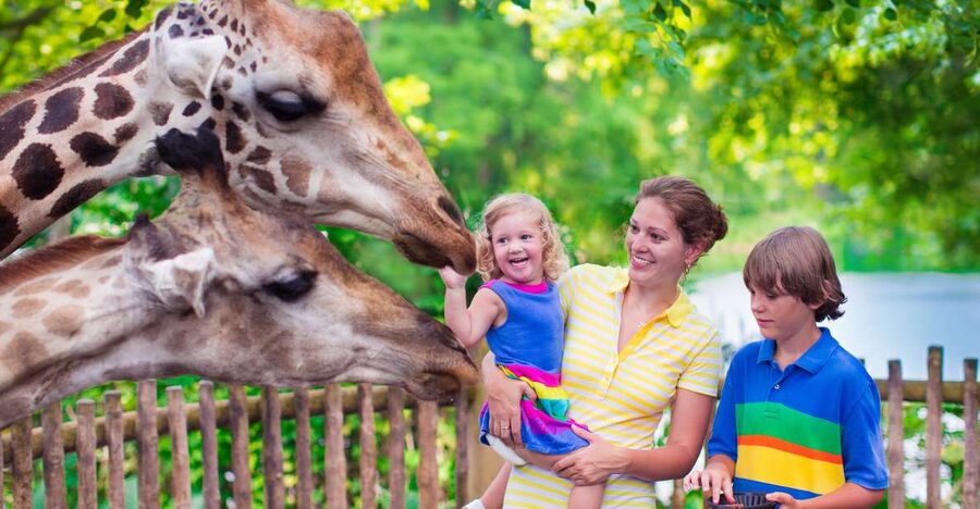 Krakow: Zoo Tour with Private Transport and Tickets - Getting Around The Zoo: Shoes, Water, And Big Grounds