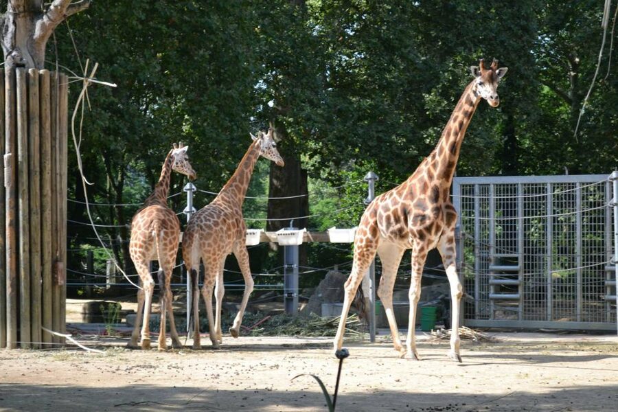 Krakow: Zoo Tour with Private Transport and Tickets - Price And Value Around $94 Per Person