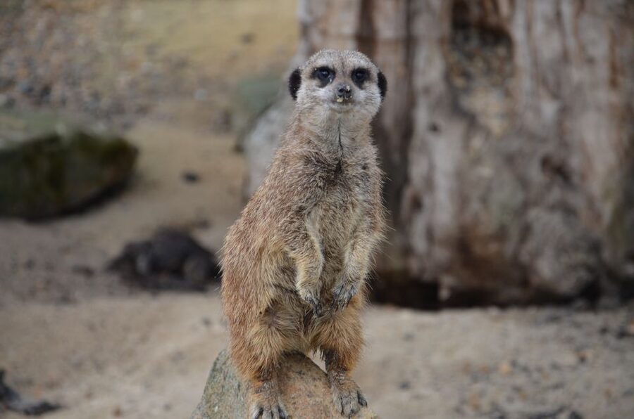 Krakow: Zoo Visit with Hotel Pickup & Drop-Off - Hotel Pickup That Keeps the Zoo Day Easy