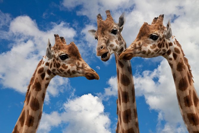 Krakow: Zoo with Hotel Transfer - Key Highlights You’ll Care About