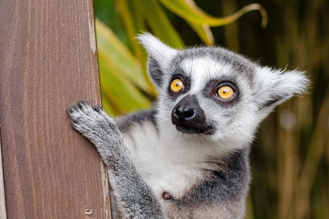 Krakow: Zoo with Hotel Transfer - Getting In Fast: Admission Included Means No Ticket Queue Headaches