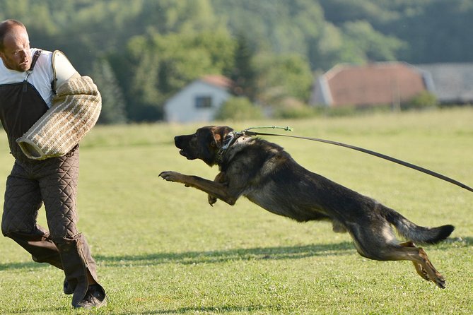stag dog chase Krakow prank - Key things to know before you go