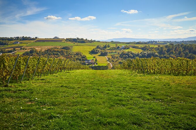 Wieliczka Vineyard: Wine tasting with local snacks - Wieliczka Vineyard: A Worthwhile Wine Tasting from Krakow