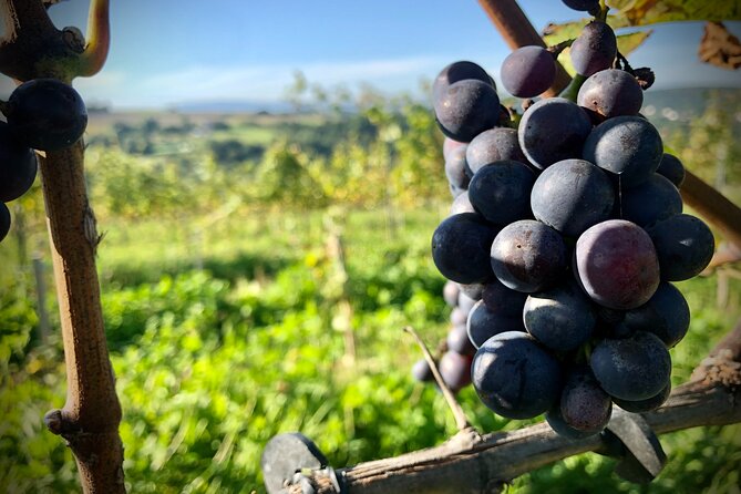 Wieliczka Vineyard: Wine tasting with local snacks - Walking Among the Vines (and Why It’s Not Just a Photo Stop)