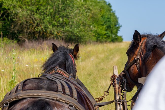 Zakopane Horse-Drawn Rides with Local Guide and Food Tasting - The 60-Minute Track: What the Ride Feels Like (and How to Prepare)