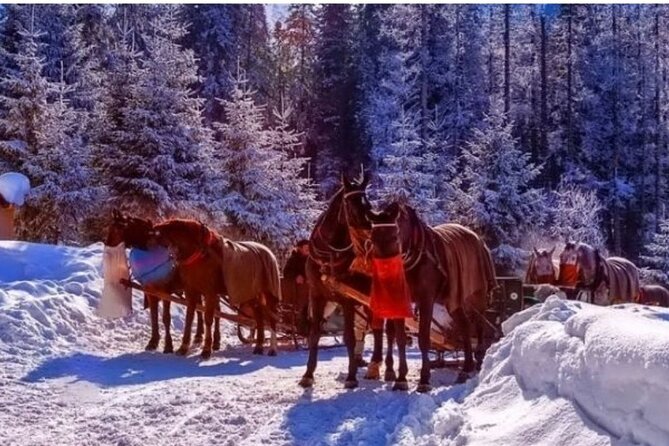 Zakopane Sleigh Ride in Tatra Mountains - Chochołowska Valley Sleigh Ride: Why This Part of the Tatras Feels Different