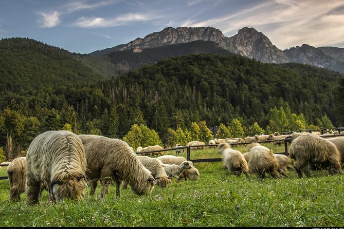 Zakopane & Thermal Springs: Private Tour - Tatras Mountains viewpoint time (and what’s not included)